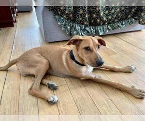 Black and Tan Coonhound-Labrador Retriever Mix Dogs for adoption in Richmond, VA, USA