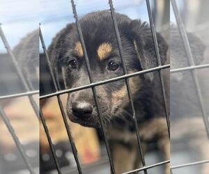 Huskies -Unknown Mix Dogs for adoption in Lake Forest, CA, USA