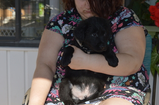 Border Collie Dogs for adoption in Deltona, FL, USA