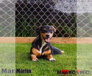 Dachshund-Unknown Mix Dogs for adoption in Maryville, TN, USA