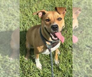 Boxer-Unknown Mix Dogs for adoption in Fort Lauderdale, FL, USA
