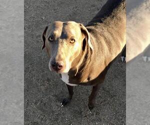 Weimaraner Dogs for adoption in Seattle, WA, USA