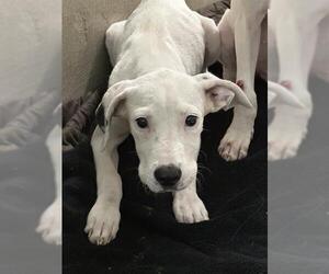 American Staffordshire Terrier-Unknown Mix Dogs for adoption in Fort Lauderdale, FL, USA