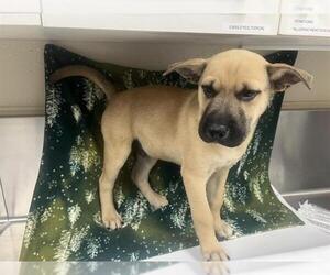 Chow Chow-German Shepherd Dog Mix Dogs for adoption in HESPERIA, CA, USA