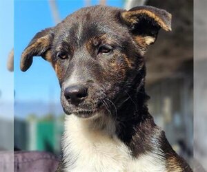 Borador Dogs for adoption in San Bernardino, CA, USA