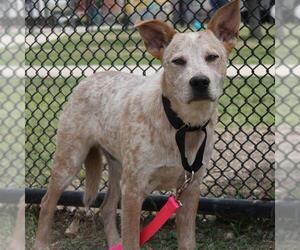 Mutt Dogs for adoption in San Antonio, TX, USA