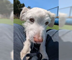 Mutt Dogs for adoption in Salinas, CA, USA