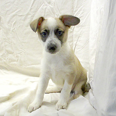 Chiweenie Dogs for adoption in Fayetteville, TN, USA