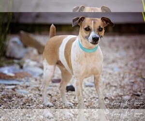 Jack Russell Terrier Dogs for adoption in Pryor, OK, USA