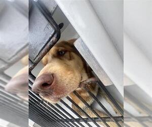 Goberian Dogs for adoption in Houston, TX, USA