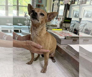 Chiweenie Dogs for adoption in Benton, LA, USA