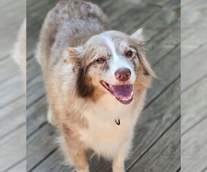 Australian Shepherd Dogs for adoption in Social Circle, GA, USA