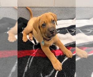 American Foxhound Dogs for adoption in Waterford, VA, USA