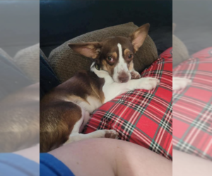 Chihuahua-Unknown Mix Dogs for adoption in Cranston, RI, USA