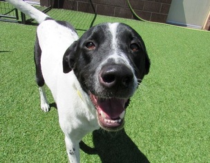 Pointer Dogs for adoption in boulder, CO, USA