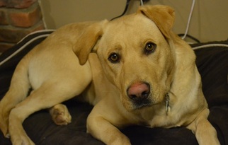 Mutt Dogs for adoption in Clarkston, MI, USA