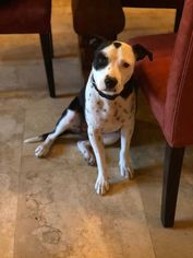 American Pit Bull Terrier-Labrador Retriever Mix Dogs for adoption in Phoenix , AZ, USA