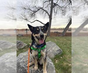 Mutt Dogs for adoption in Brighton, CO, USA