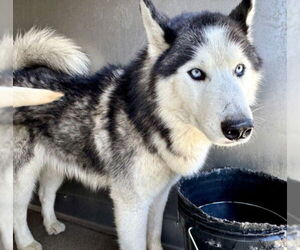 Siberian Husky Dogs for adoption in San Bernardino, CA, USA