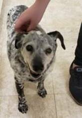 Rat Terrier-Unknown Mix Dogs for adoption in Lovingston, VA, USA