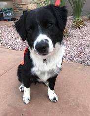 Border-Aussie Dogs for adoption in CHANDLER, AZ, USA