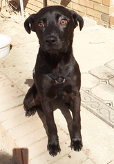 Labrador Retriever Dogs for adoption in Garner, NC, USA