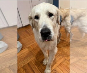 Golden Pyrenees Dogs for adoption in Pacifica, CA, USA