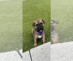 Australian Shepherd-German Shepherd Dog Mix Dogs for adoption in Phoenix, AZ, USA