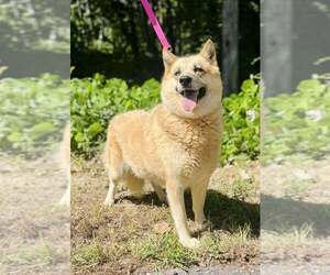 Mutt Dogs for adoption in Clarkesville, GA, USA