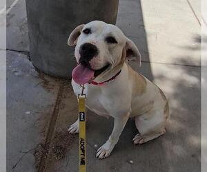 American Pit Bull Terrier-Unknown Mix Dogs for adoption in Las Vegas, NV, USA