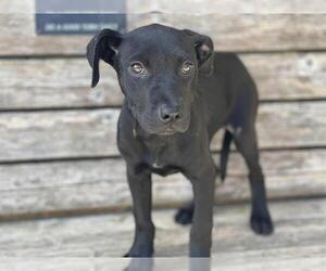 Labrador Retriever Dogs for adoption in Tulsa, OK, USA