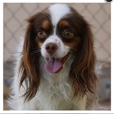 Cavalier King Charles Spaniel Dogs for adoption in Lake Elsinore, CA, USA