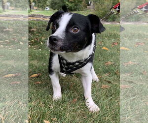 Chiweenie Dogs for adoption in St. Louis Park, MN, USA