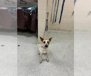 Mutt Dogs for adoption in Conroe, TX, USA
