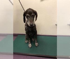 German Shorthaired Pointer Dogs for adoption in Long Beach, CA, USA