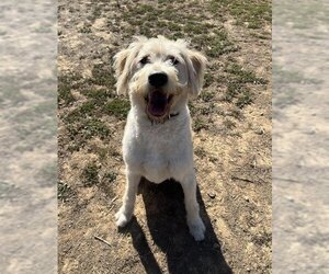 Labradoodle Dogs for adoption in Ojai, CA, USA