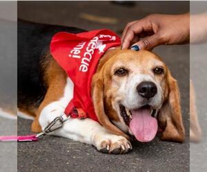 Beagle Dogs for adoption in Canton, CT, USA