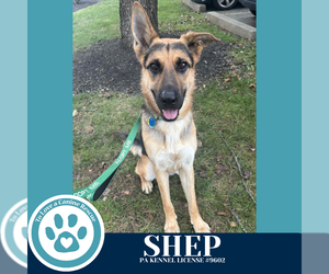 German Shepherd Dog Dogs for adoption in Kimberton, PA, USA