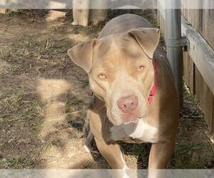 Staffordshire Bull Terrier Dogs for adoption in Waco, TX, USA