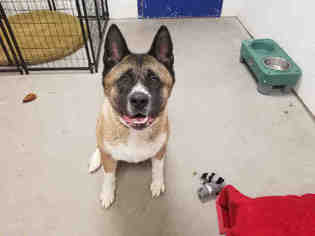 Akita Dogs for adoption in Brighton, CO, USA