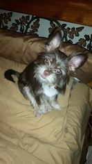 ShiChi Dogs for adoption in Missouri City, TX, USA