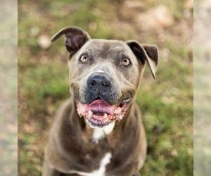 American Pit Bull Terrier Dogs for adoption in Sugar Land, TX, USA