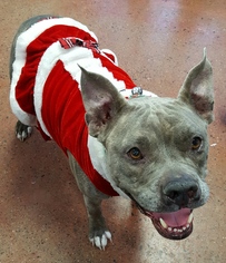 American French Bull Terrier Dogs for adoption in Spokane, WA, USA