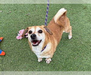 Chihuahua Dogs for adoption in Ojai, CA, USA