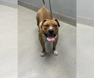 American Pit Bull Terrier-Unknown Mix Dogs for adoption in Las Vegas, NV, USA