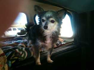 Chihuahua Dogs for adoption in Mustang, OK, USA