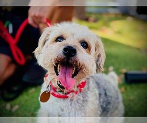 Poodle (Toy)-Unknown Mix Dogs for adoption in Orlando, FL, USA