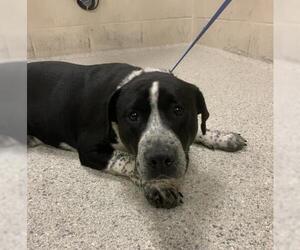 American Pit Bull Terrier Dogs for adoption in Conroe, TX, USA