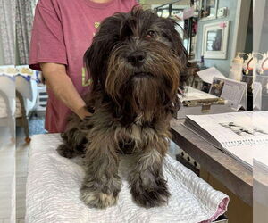Shih Apso Dogs for adoption in Benton, LA, USA