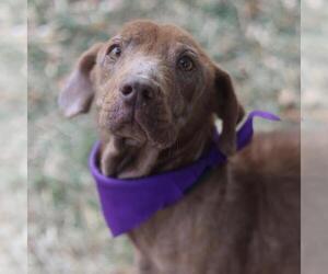 Labrador Retriever-Unknown Mix Dogs for adoption in San Antonio, TX, USA
